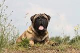 BULLMASTIFF 267